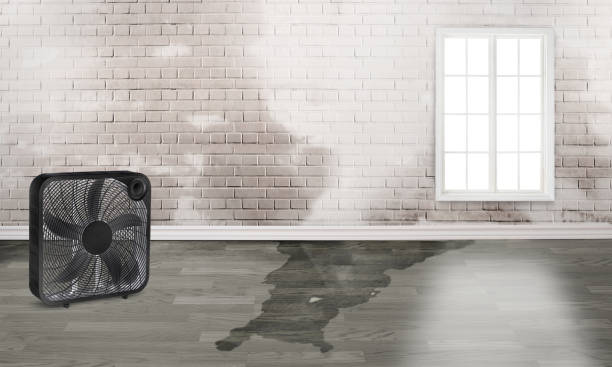 Best Water damage contractors near me  in Storm Lake, IA
