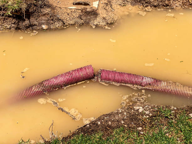 Best Professional water damage repair  in Storm Lake, IA